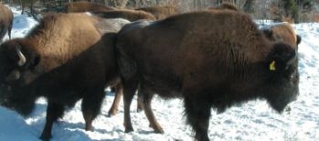 Exp�dition en Chiens de Traineau