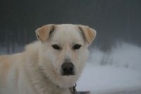 Exp�dition en Chiens de Traineau