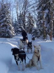 Initiation au Chiens de Traineau