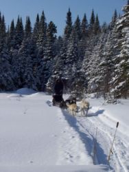 Raid en Chiens de Traineau