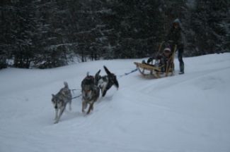 Raid en Traineau a Chiens