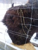 R�serve de Bisons