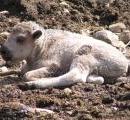 Bison Blanc n� sur la r�serve