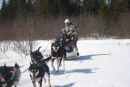 Chiens de Traineau - Forfait 1 heure