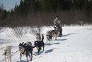 Chiens de Traineau - Forfait 2 heures