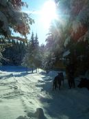 Chiens de Traineau - Exp�ditions 2 jours