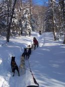 Chiens de Traineau - Forfaits 5 Heures