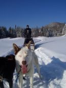 Balade en Traneau  Chiens - Forfaits 3 heures