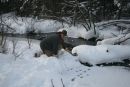 Coureur des Bois