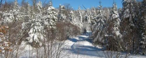 Balade en Traineau  Chiens