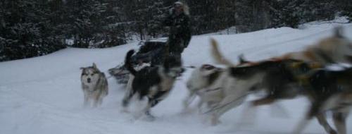 Randonnee en Chiens de Traineau