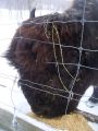 Expdition en Chiens de Traineau
