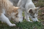 Visite du Chenil des Chiens de Traneau