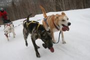 Initiation au Chiens de Traineau