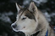 Exp�dition en Chiens de Traineau