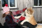 Initiation au Chiens de Traineau