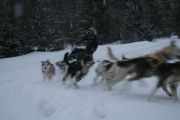 Exp�dition en Chiens de Traineau