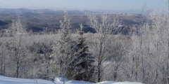 Balade en Traineau  Chiens