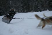 Raid en Chiens de Traineau