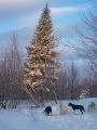 Randonne en Chiens de Traineau