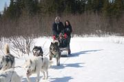 Chiens d'attelage