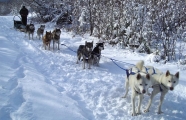 Balade en Chiens de Traneau