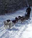 Balade en Tra�neau � Chiens