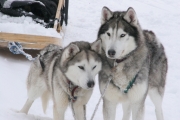 Chiens d'attelage pour Traneau  Chiens