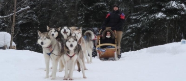 Chiens de traneau