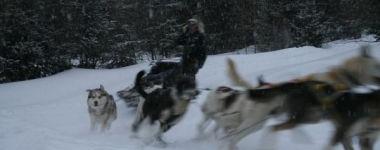 Chiens de Tra�neau sur le Lac