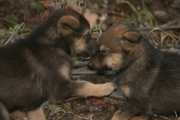 Chiens d'attelage