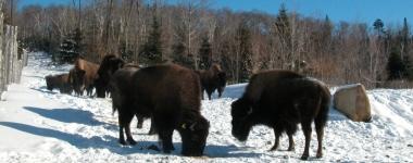 Visite de la Rserve de Bisons Arthaascae