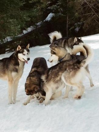 3 Heures de Chien de Traineau et Pche sur Glace