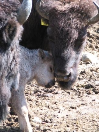 Prophetie le Bison Blanc