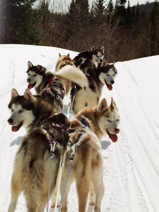 2 Jours de Chien de Traineau