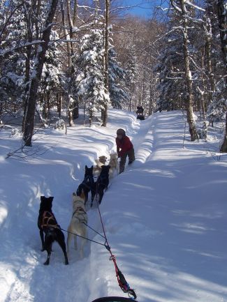 Forfait de Chien de Traineau