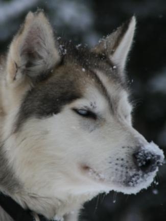 Forfait pour le Chien de Traineau