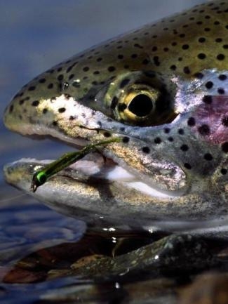 Pêche à la Truite