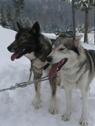 Randonne en Chien de Traineau