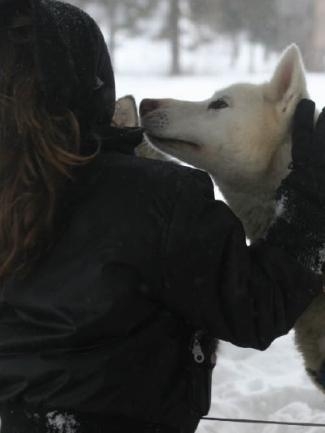 Visite du Chenil des Chiens de Traineau