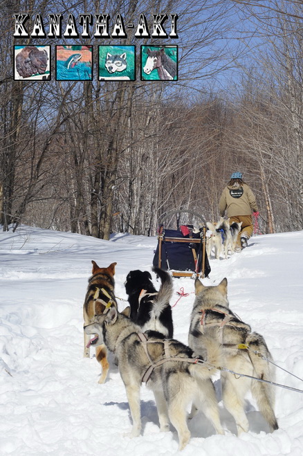 Chien de traineau au Québec