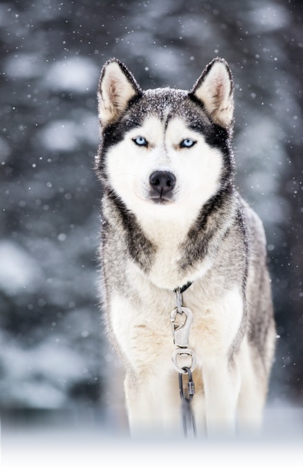 Chien de traineau Husky d'Alaska