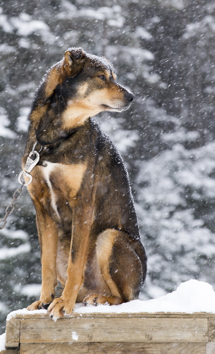 Randonnée en chien de traineau