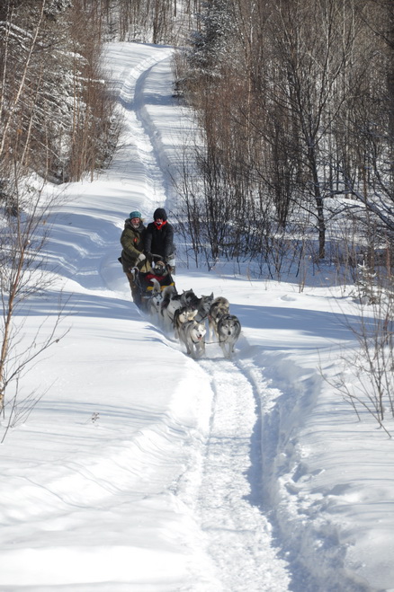 randonnée en traineau à chien