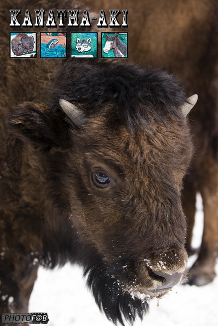 Visite des bisons en hiver