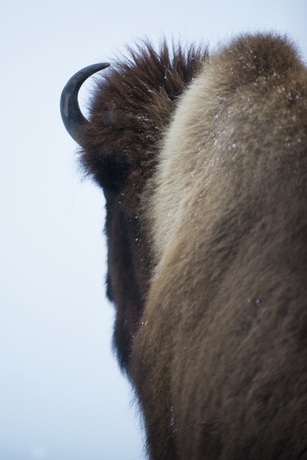 Le bison et les Amériendiens