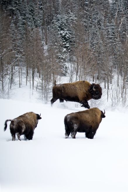 Troupeau de bisons dans les montagnes des Laurentides