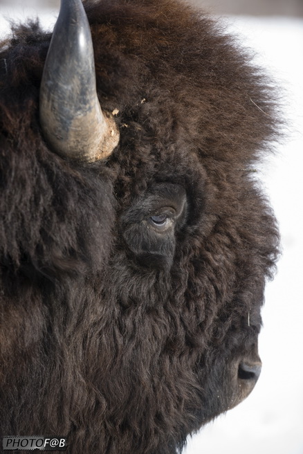 Visite des bisons