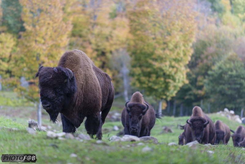 Réserve de bisons