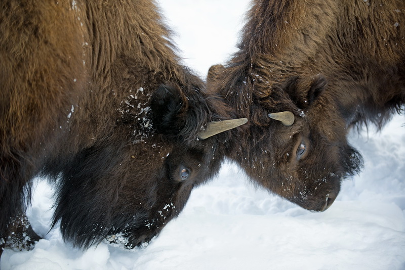 Naissance du bison blanc